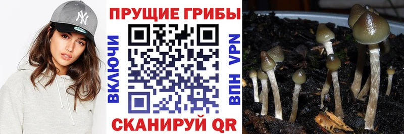 Псилоцибиновые грибы мухоморы  закладка  Малгобек 